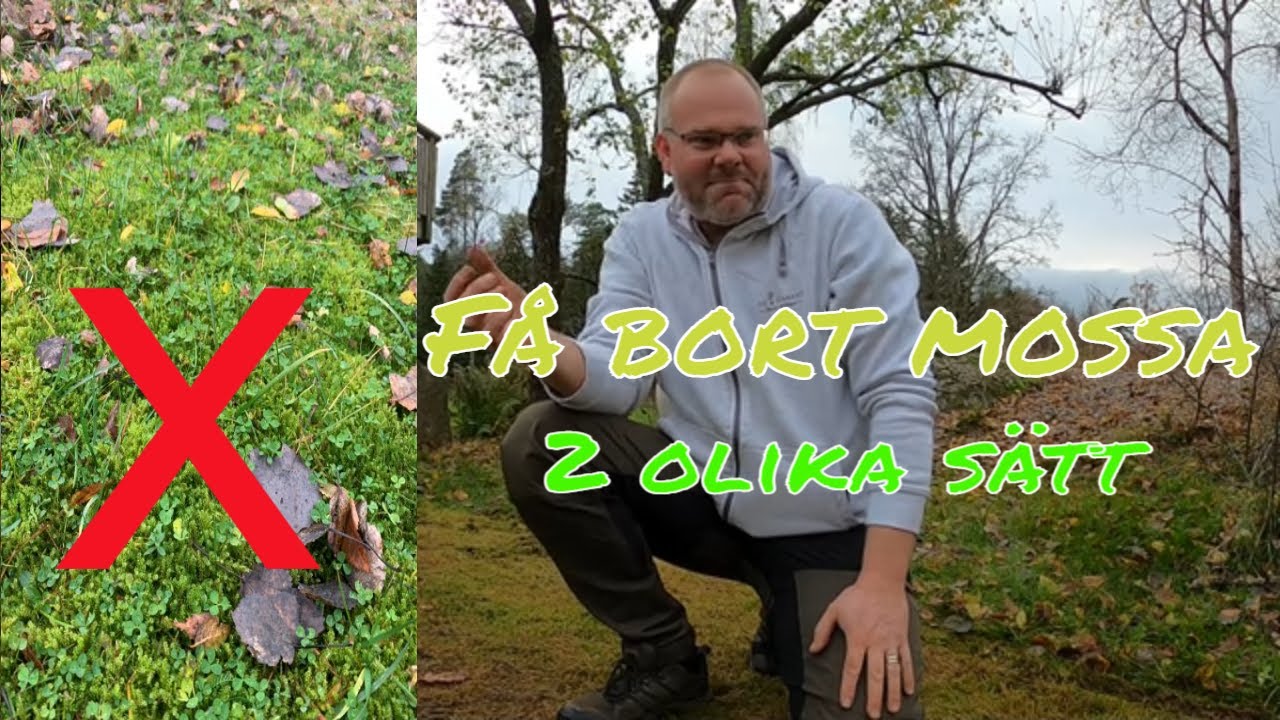 F&aring; bort mossa i gr&auml;smattan, f&ouml;r alltid - 2 tillv&auml;gag&aring;ngs&auml;tt