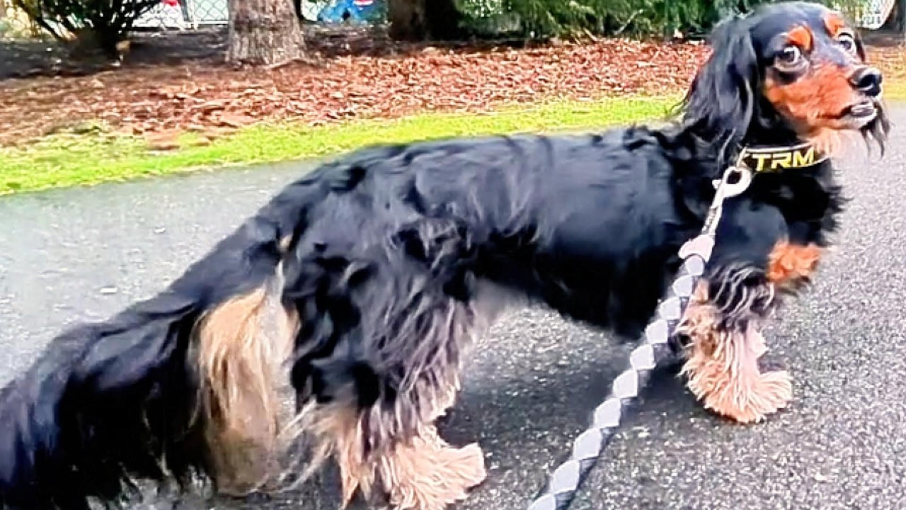 Dachshund Diesel is on a Mission!