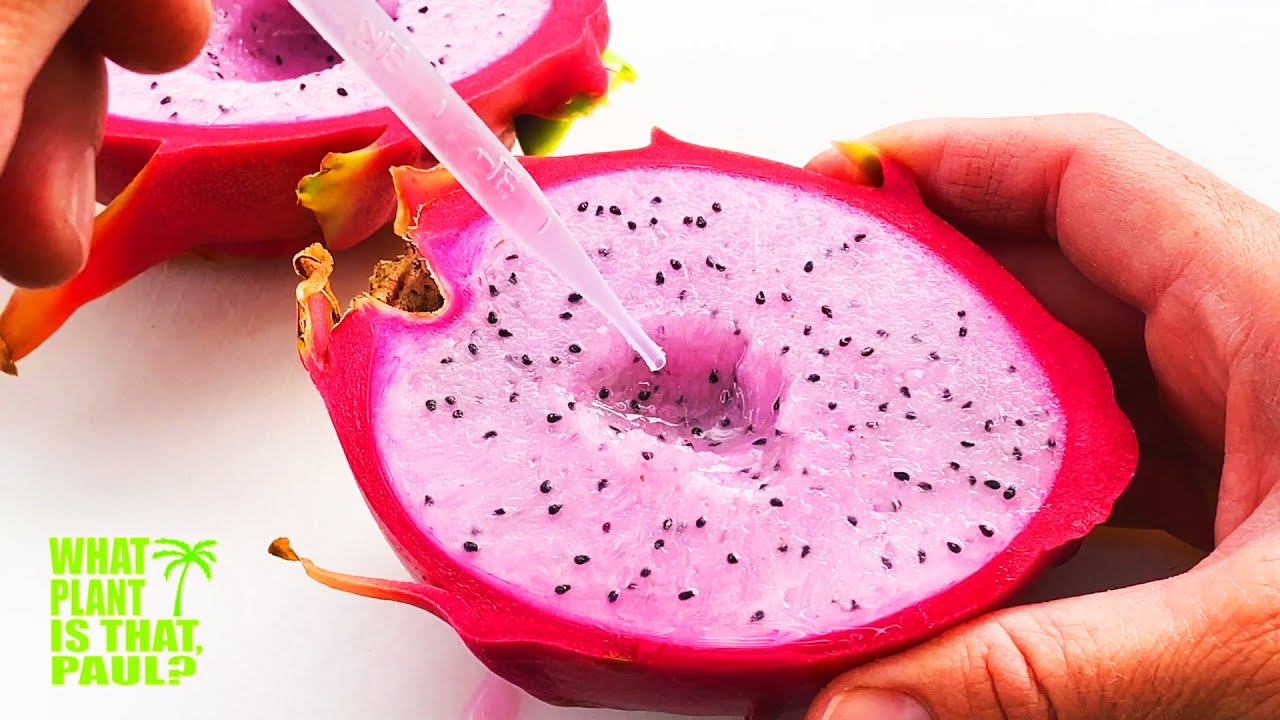 The BRIX SCORE was INCREDIBLE,  Very SWEET (TASTING and REVIEWING La Verne DRAGON FRUIT)