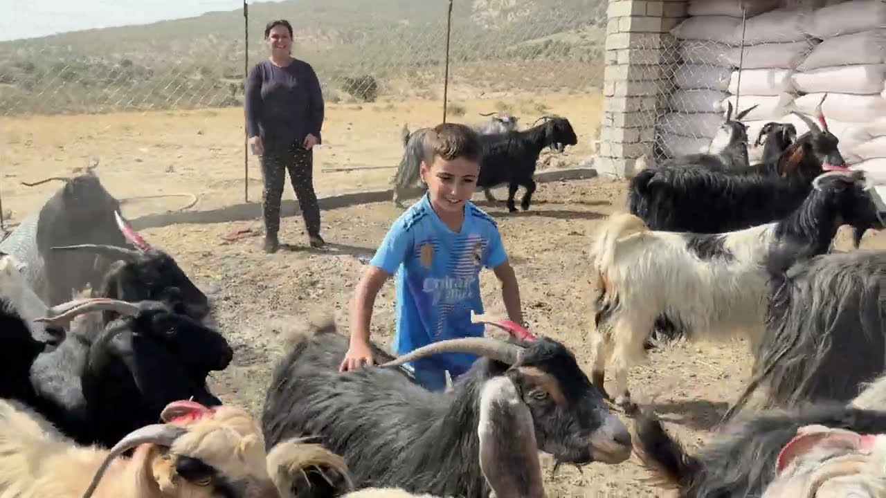 293 - Strengthening a Family Goat Business in Nahla