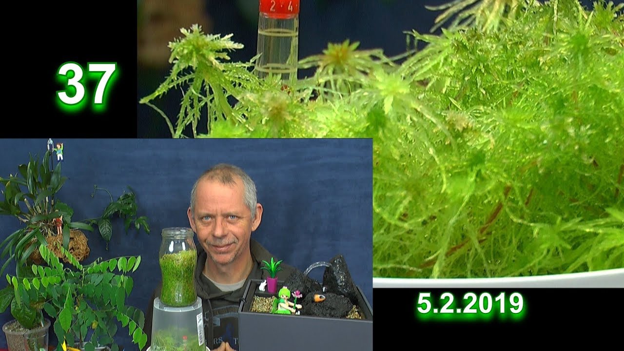 Torf Moos Anzucht und erster Versuch zum Einpflanzen mit getrocknetem Sphagnum Moos
