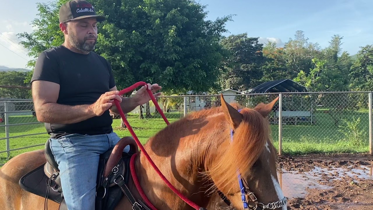 Como desenganchar el caballo que viene de jaquima para embocarlo? #elcaballoyelcaballista