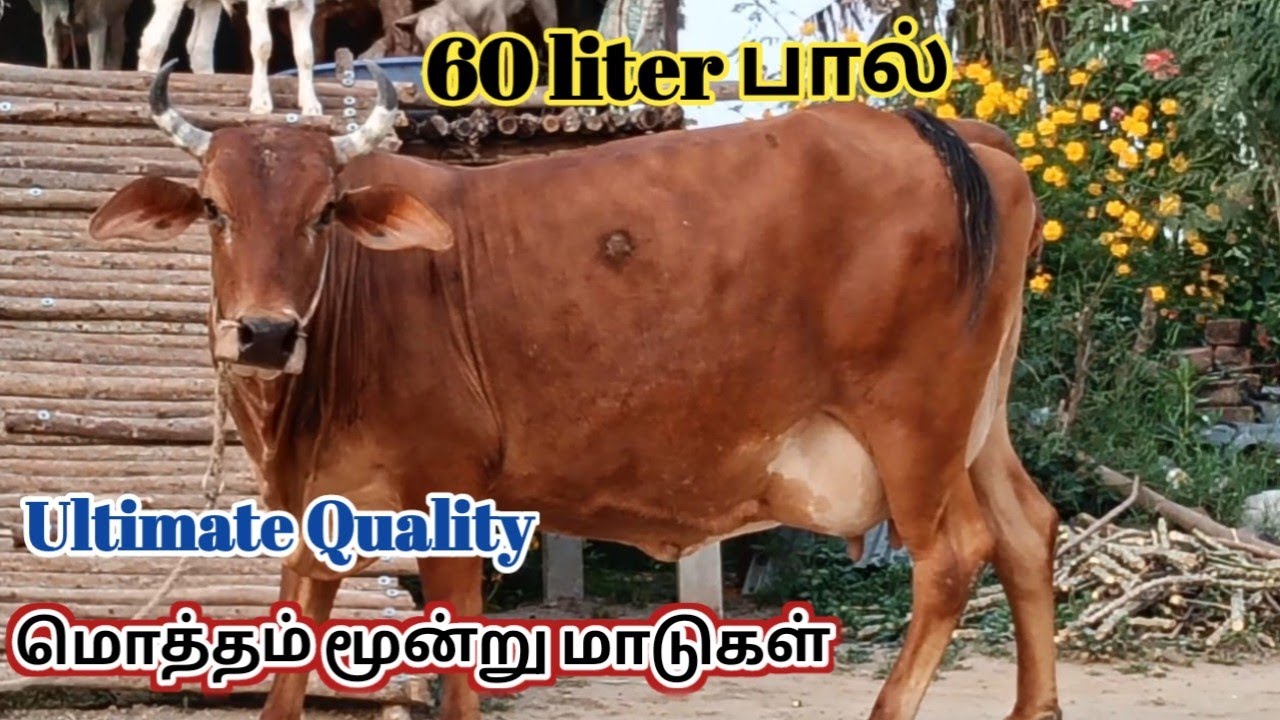 தலா 20 liter பாலில் முத்து போன்ற மூன்று சினை மாடுகள் ஒரே இடத்தில் சூப்பர் தரத்தில் விற்பனை