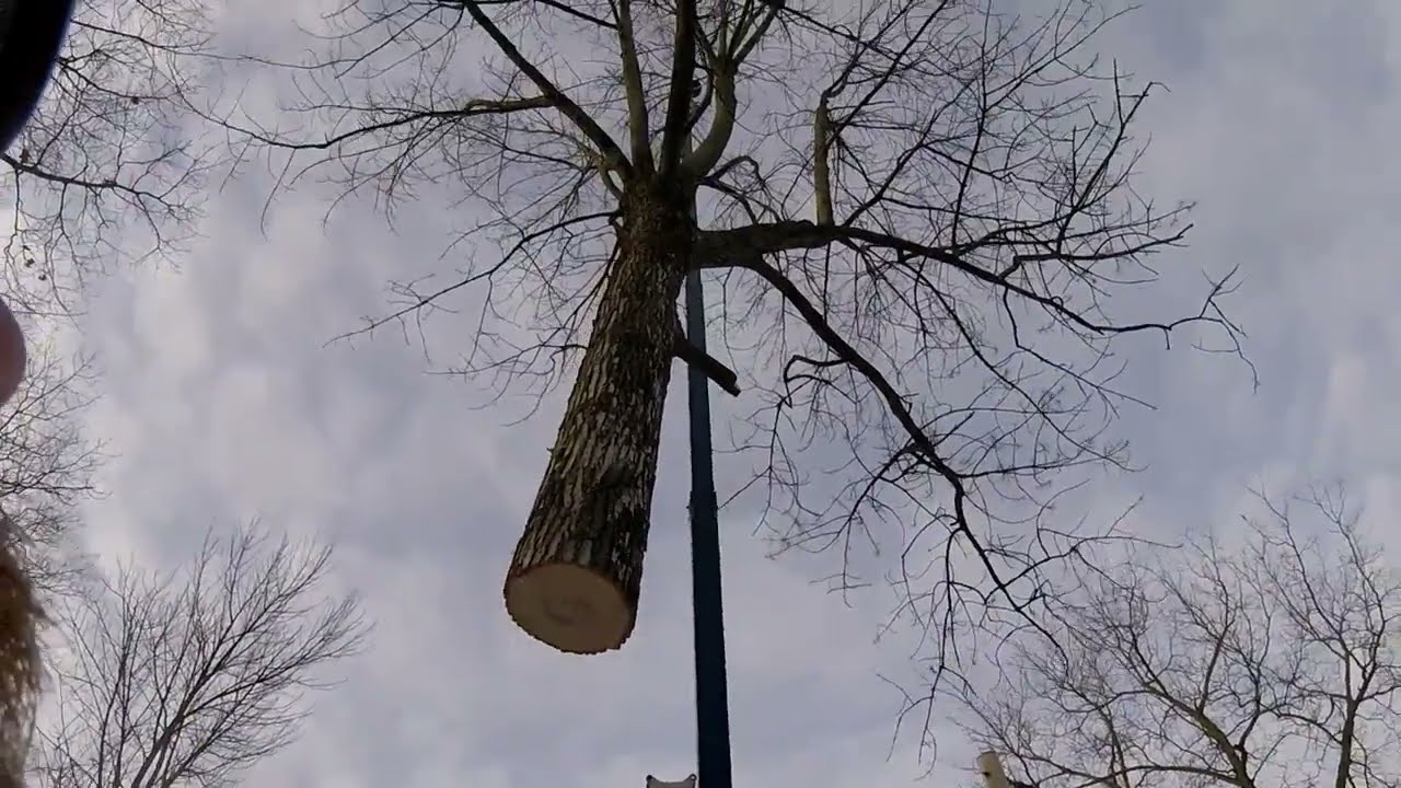 Crane Climb - The Whole Thing  |  Arborist Climbing, Cutting, Rigging, Cranes