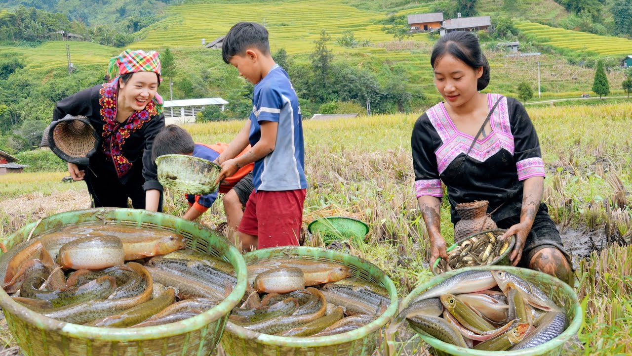How to catch loaches in the field - Fish catching and grilling skills by the stream - Bếp Trên Bản