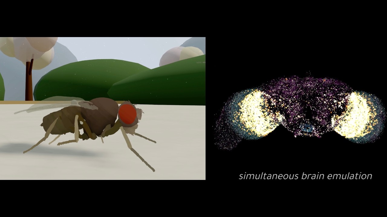 The First Multi-Behavior Brain Upload