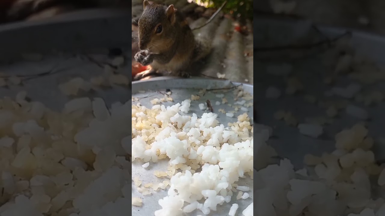 Beautiful view of squirrel eating rice #shorts #squirrel