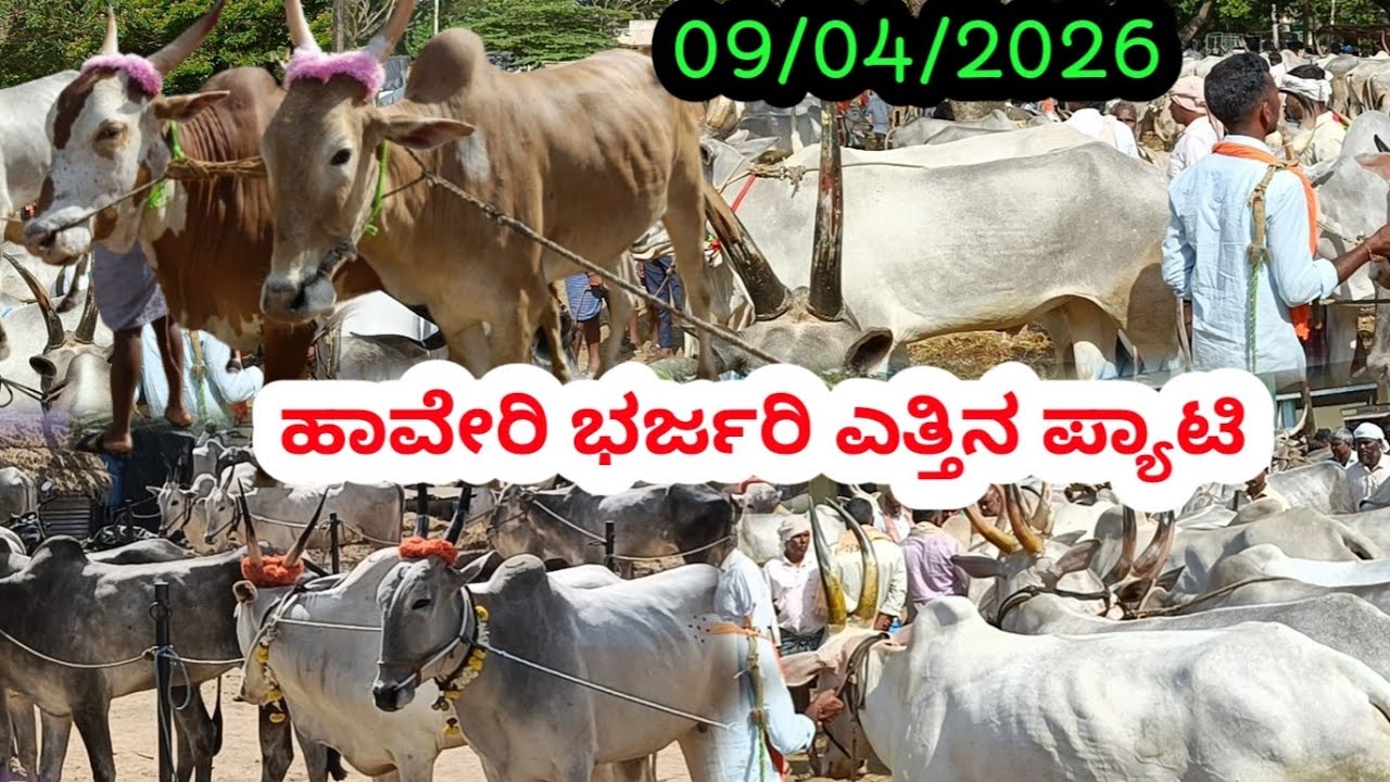 ಹಾವೇರಿ ಭರ್ಜರಿ ಎತ್ತಿನ ಪ್ಯಾಟಿ || Haveri Biggest Bulls Market || ಪ್ರತಿ ಗುರುವಾರ ಬೆಳಿಗ್ಗೆ || #haveribulls