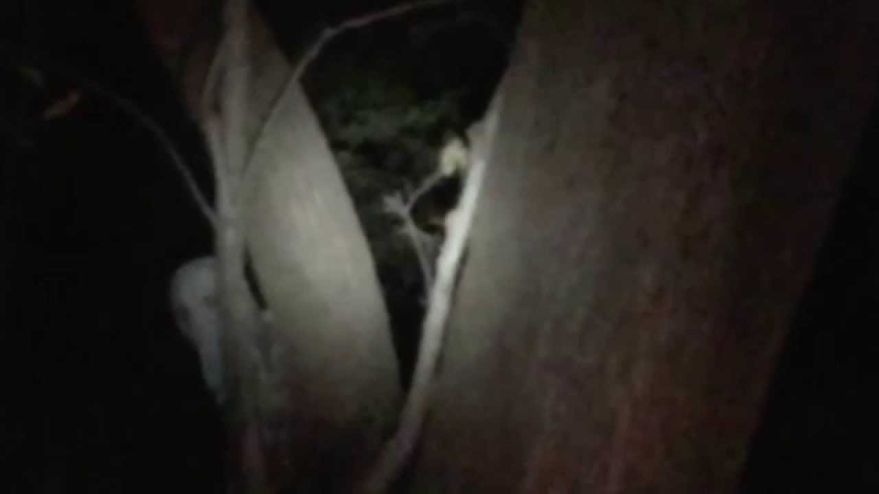 Hummel Park Evidence
