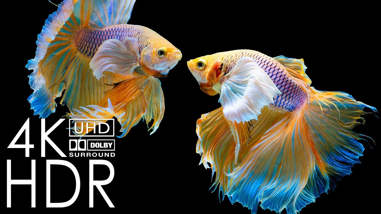 4K Video - 8K Video Betta Fish Swimming & Relaxing Piano Music &mdash; 4K UHD Abstract Liquid Screensaver