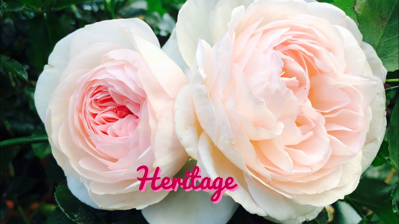 David Austin Heritage Rose | Soft Pink English Shrub