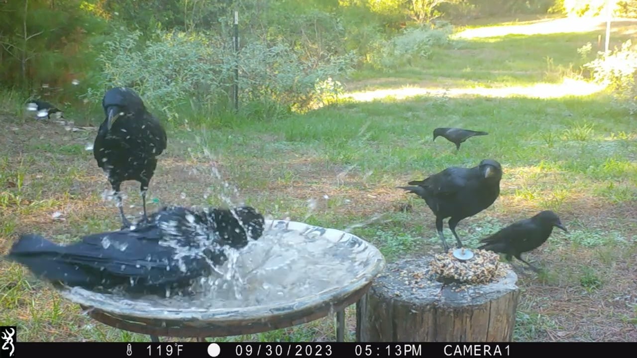 Crows are shocked when a Vulture gets on their bird bath! Look at the two guys in the background! 😂