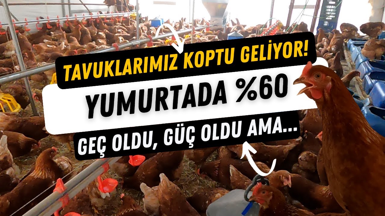 83. Günde Yumurta Verimimiz %60 oldu | Gezen Tavuk Yumurtalarımız Çoğalıyor!