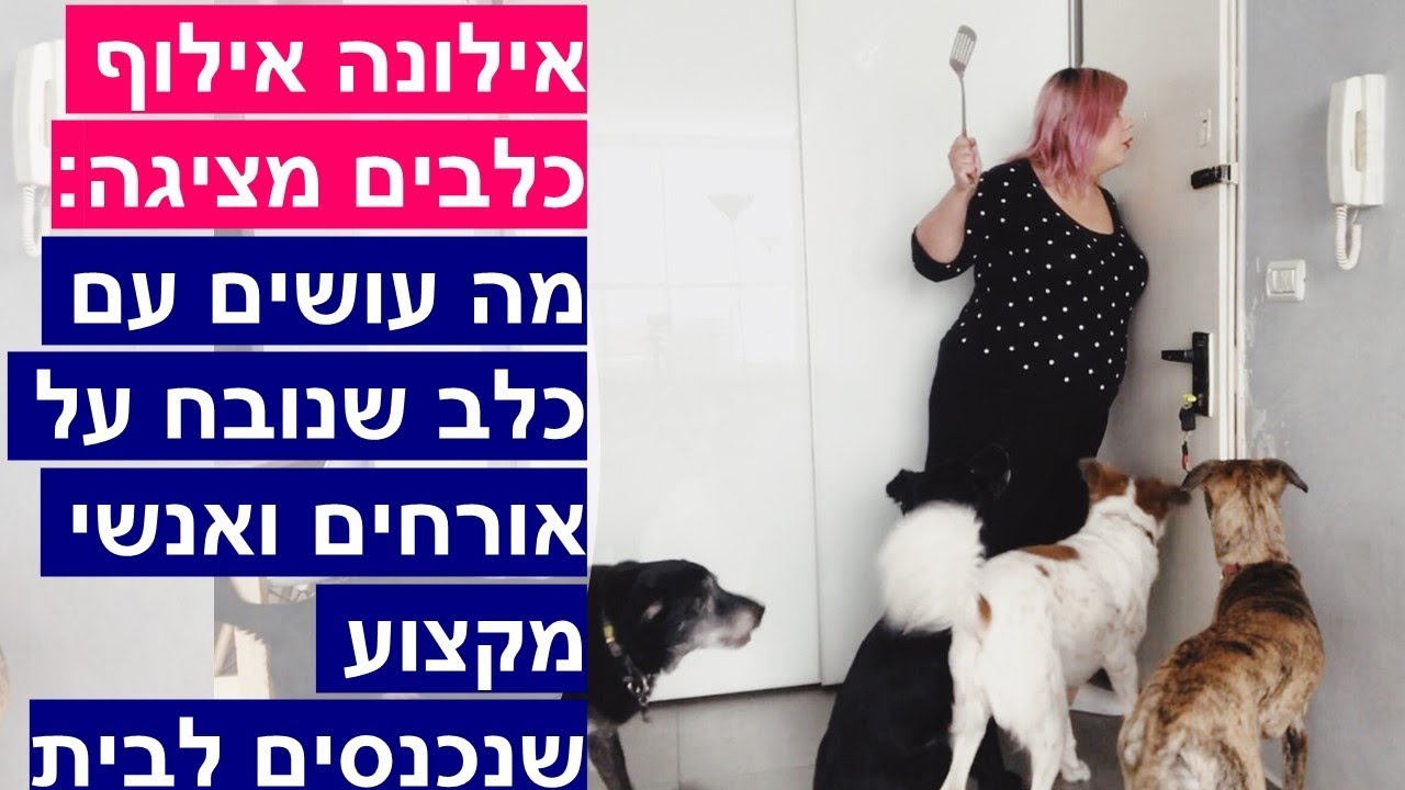 מה עושים עם כלב שנובח או תוקף אורחים שנכנסים הביתה - סרטון הדגמה - אילונה אילוף כלבים