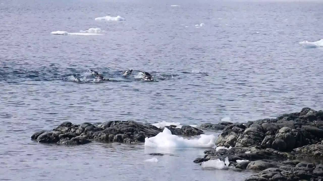 Gentoos swimming in Antarctica