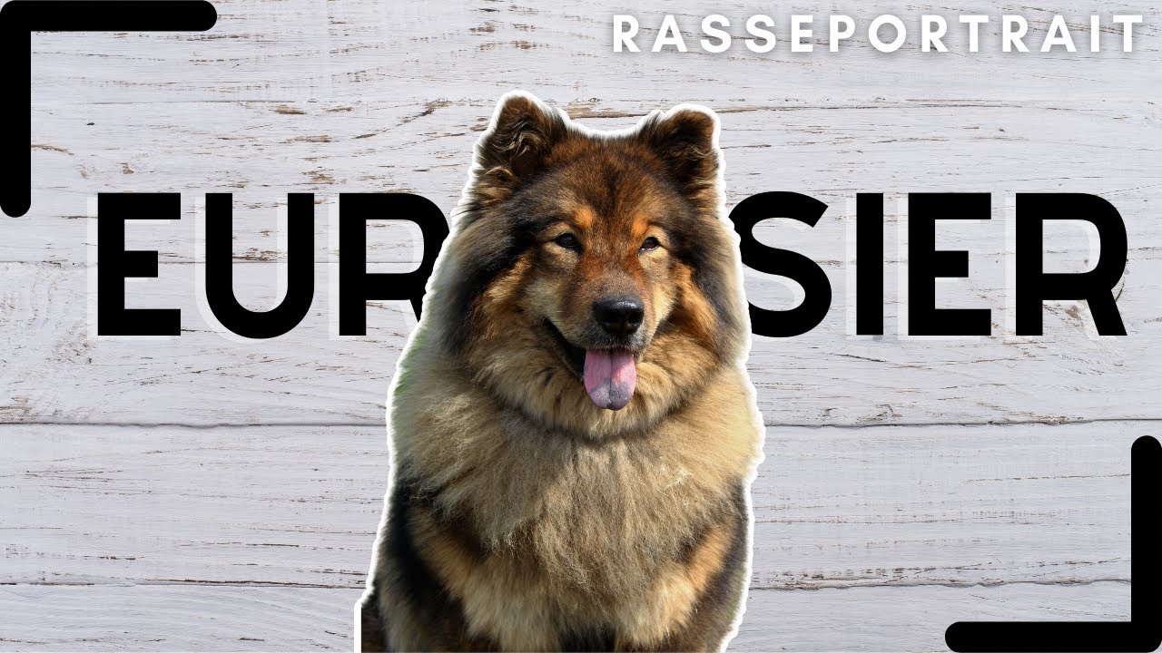 Eurasier - Urspung, Charakter & Haltung