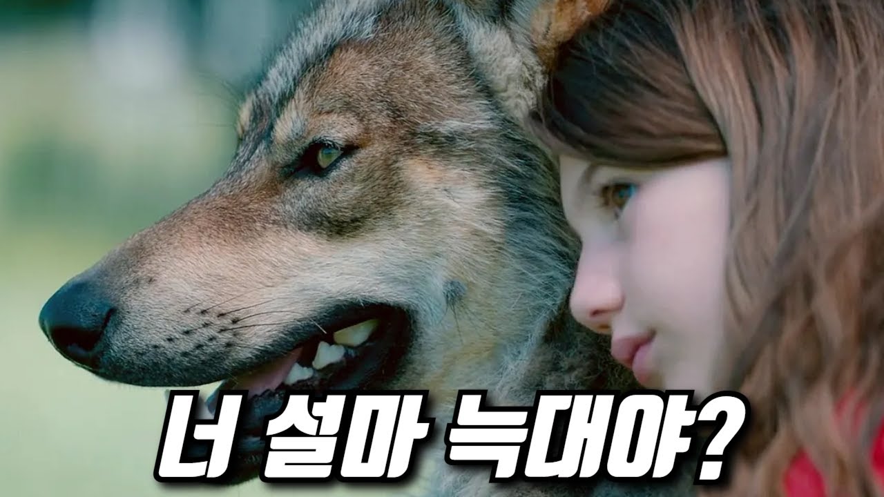 시골 똥강아지를 데려다 키웠는데, 키워보니 늑대라면..?  '실화 이야기' (결말포함)