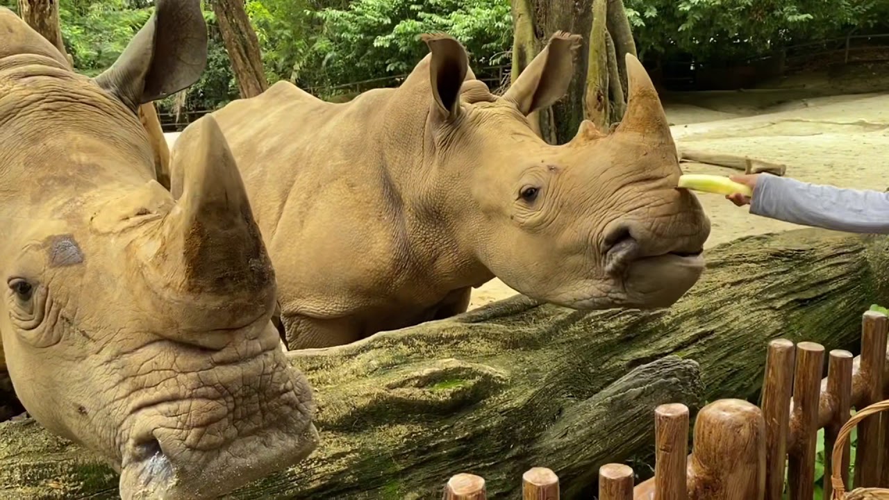 Feeding Rhino at Singapore Zoo | Dec 2020