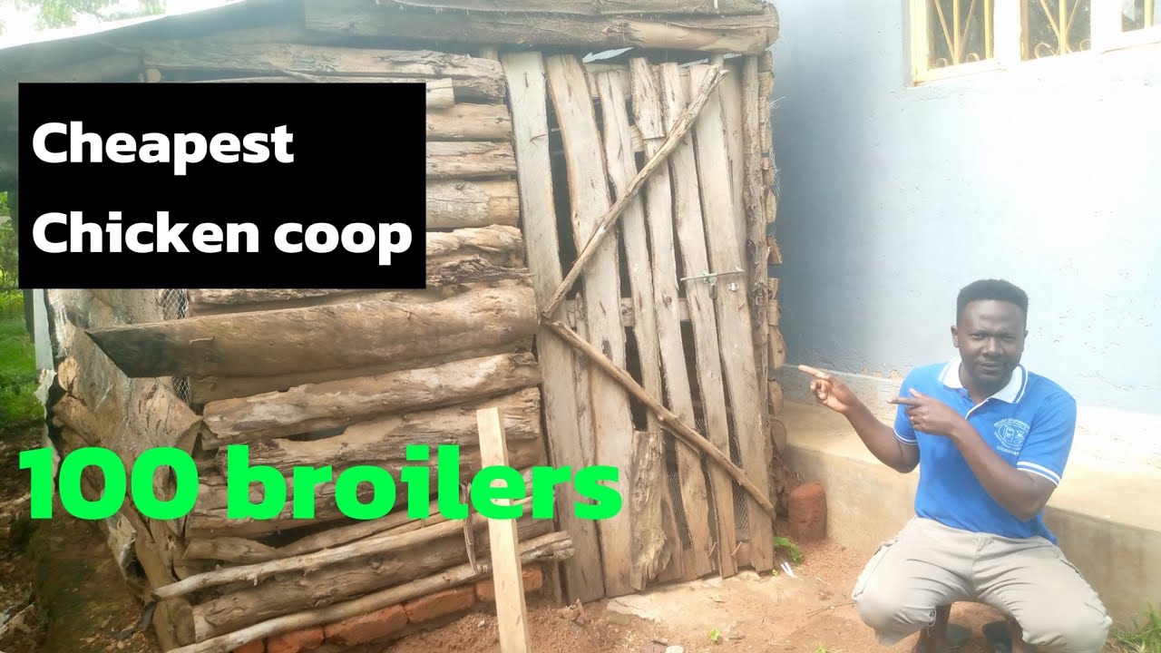 HOW MUCH I SPENT TO BUILD THIS CHEAPEST CHICKEN COOP FOR 100 BROILERS 