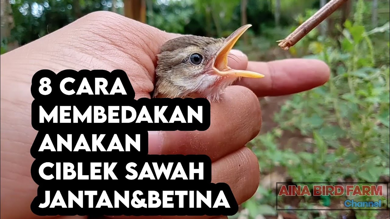 8 Cara Membedakan Anakan Burung Ciblek Sawah Jantan&Betina