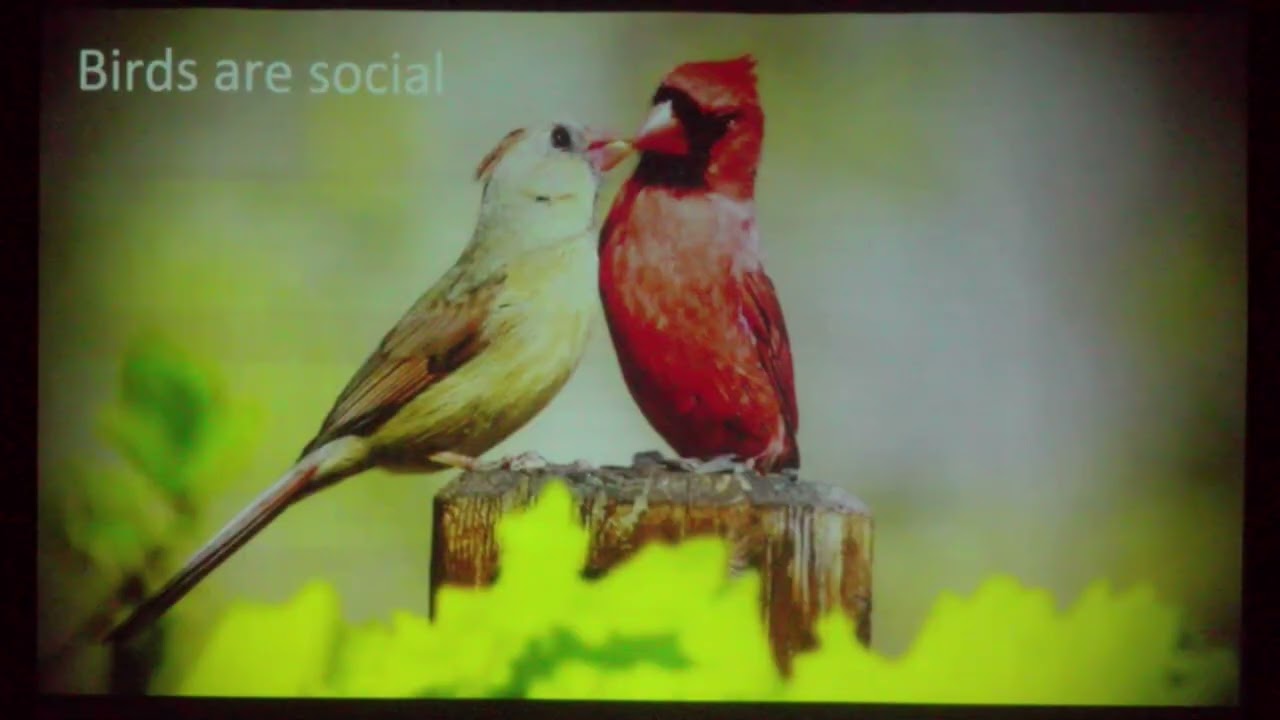 How to Choose Bird Friendly Plants   Martha Gach Greening Greenfield