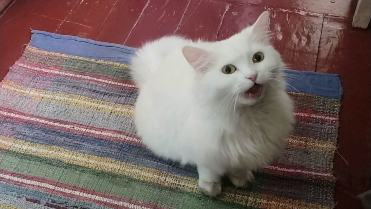 Angora cat is meowing and asking about something