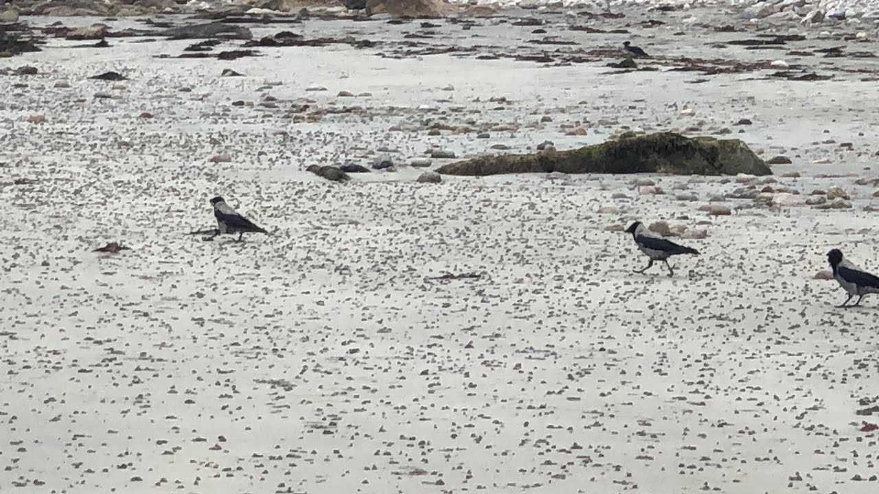 Wildlife of Silver Strand, Co. Galway: Hooded Crow, Herring Gull