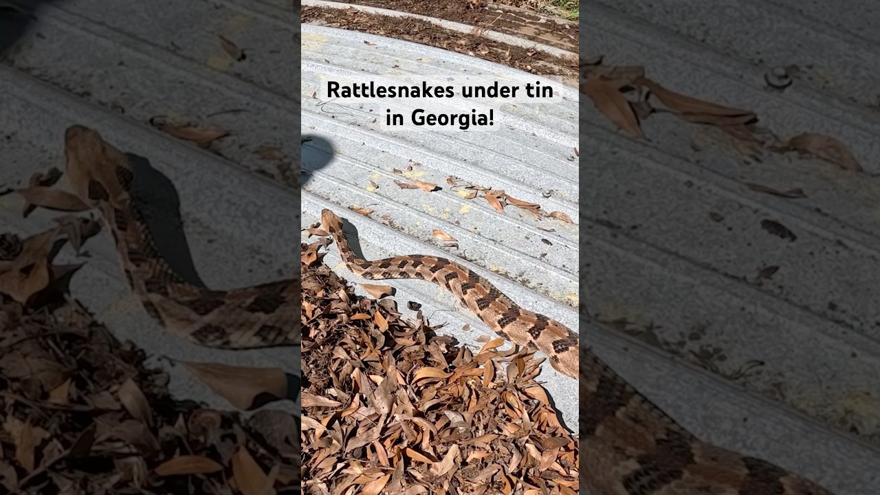Several rattle snakes found under tin in one day in Georgia! #rattlesnake #georgia #flipclip