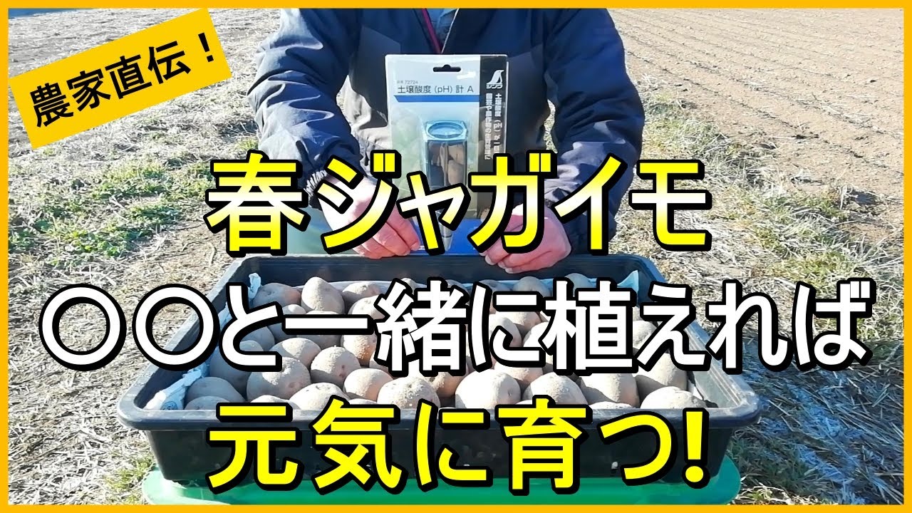 【春ジャガイモ】植える前に注意すべき作付けのコツを解説【有機農家直伝！無農薬で育てる家庭菜園】　26/1/17
