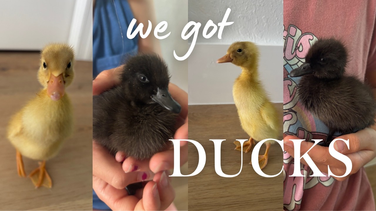 NEW duck owners | MEET our baby ducks | Days 1-3 | Life with ducks EP 1