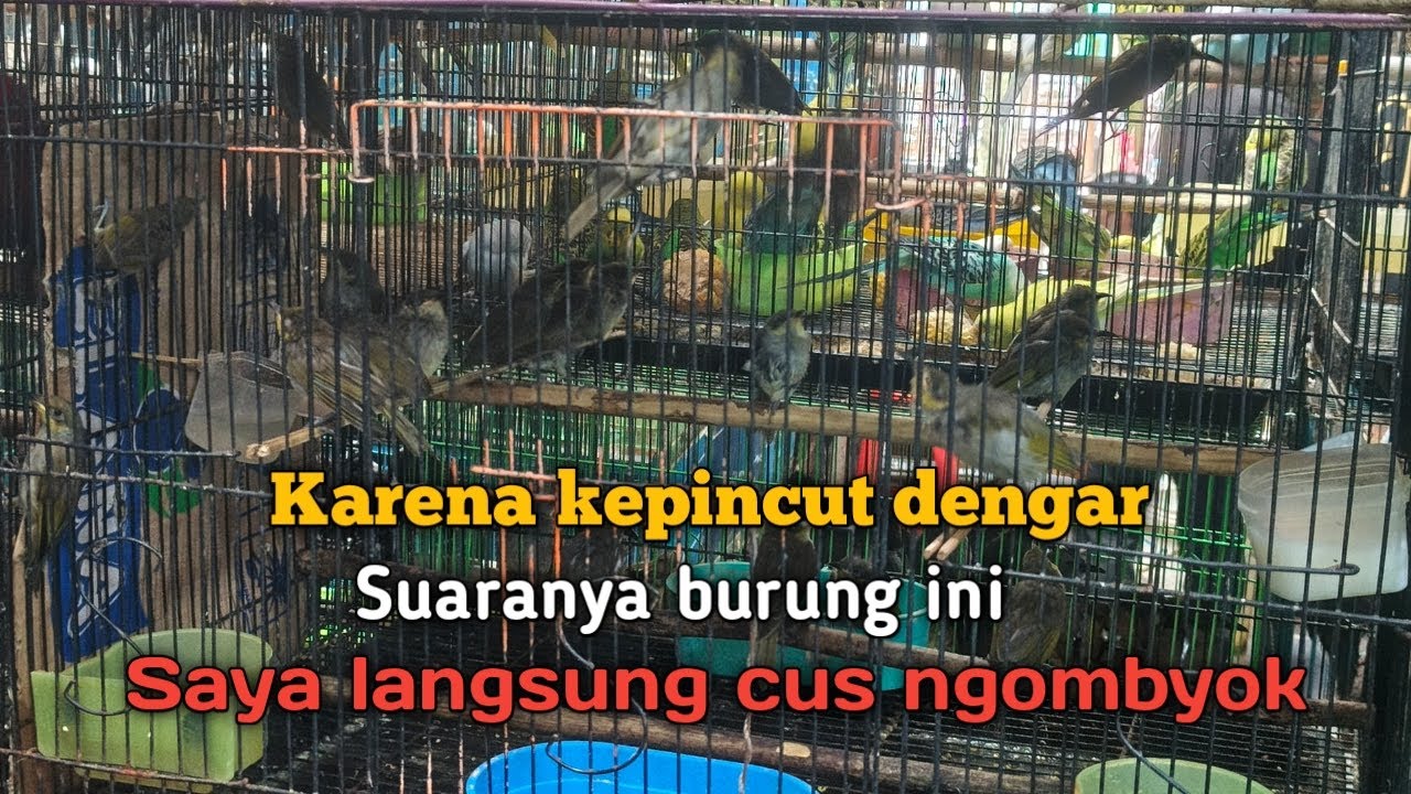 NGOMBYOK CUCAK KOMBO