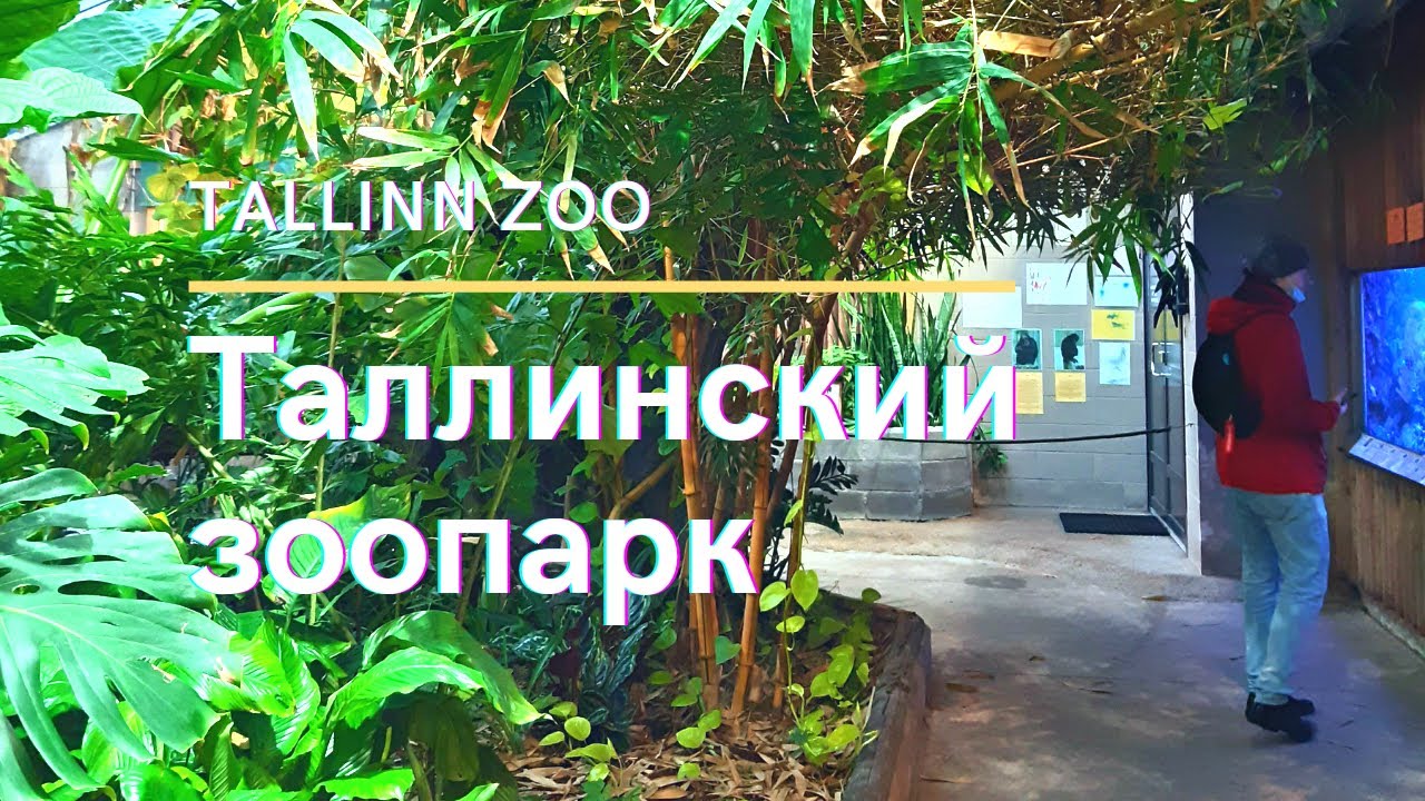 Приехали в Таллин. Таллинский зоопарк. Шимпанзе, белый медведь, козлы