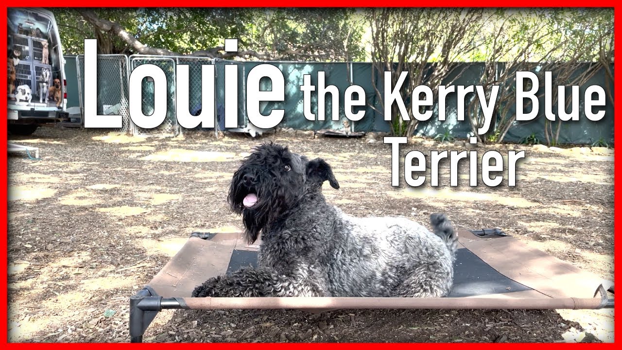Louie the Kerry Blue Terrier