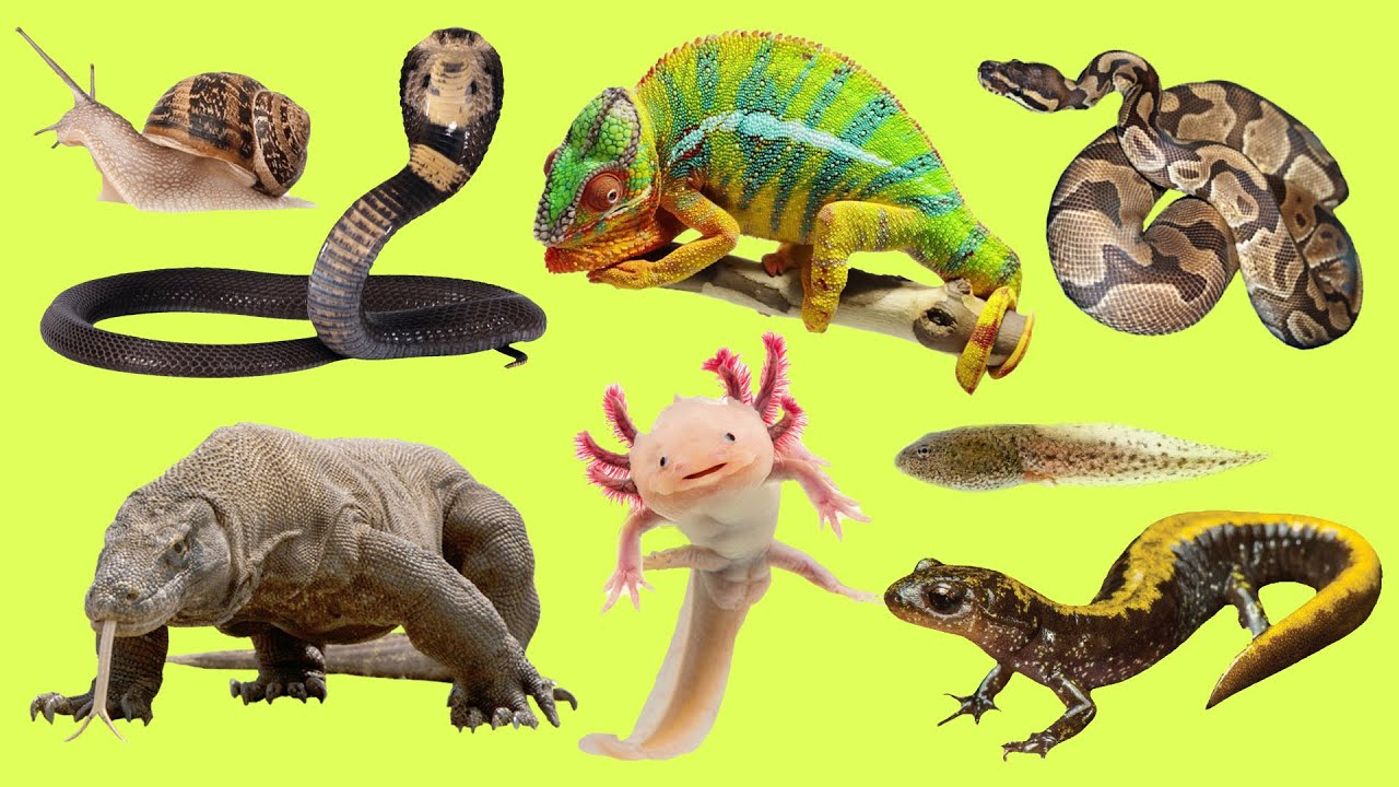 Learn names and Sound Amphibians and reptiles in English for Kids