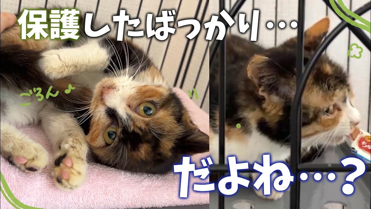 保護3日目とは思えない衝撃な慣れ方をする元野良猫ちゃん🥹| 人の手からちゅーるを食べてくれるのか…！！【保護猫活動】