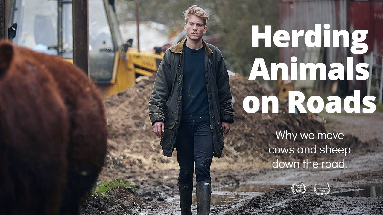 Herding Farm Animals on the Roads | British Farming
