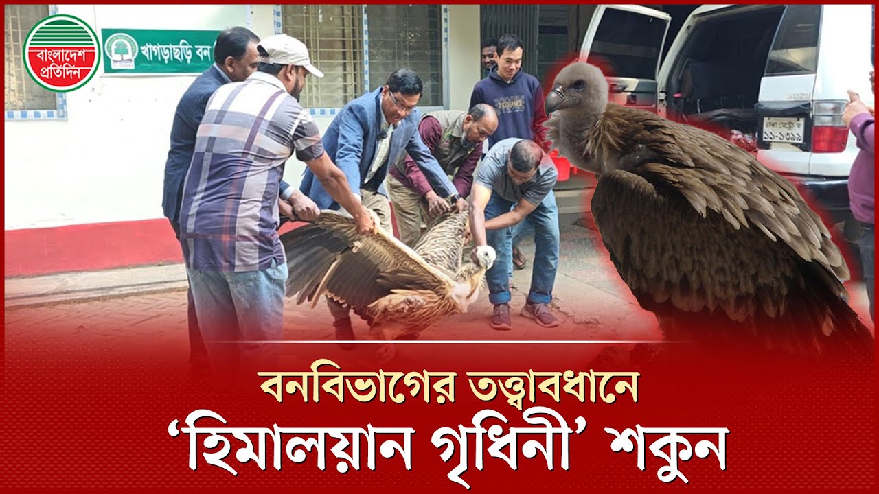খাগড়াছড়িতে অসুস্থ ‘হিমালয়ান গৃধিনী’ শকুন উদ্ধার, বনবিভাগের তত্ত্বাবধানে চলছে চিকিৎসা |Vulture Rescue