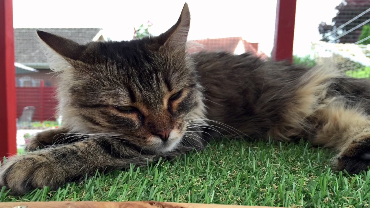 Katzengehege, Katzenvoliere, Freigehege