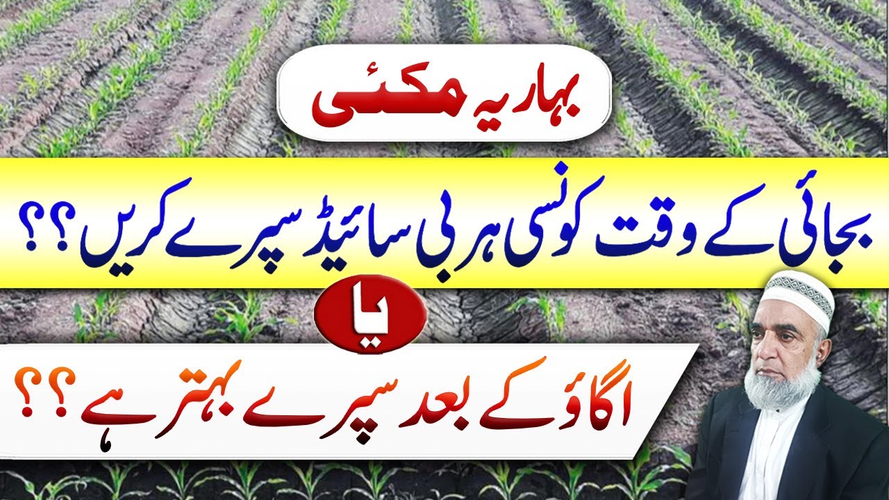 Pre-Emergence vs Post-Emergence Herbicide in Maize &ndash; Which is Better || Crop Reformer
