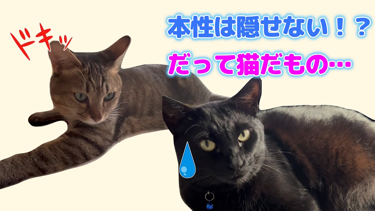 これが我が家の猫たちの本性！？ネコハラしてくる兄妹猫