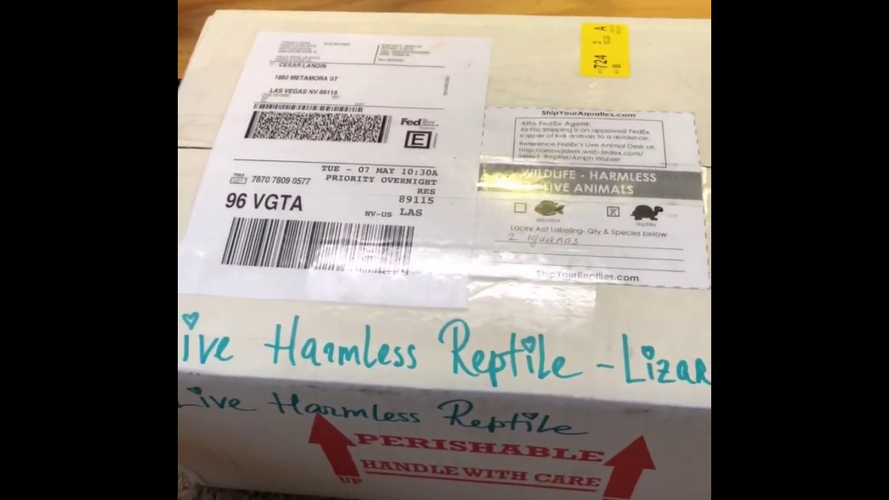 Iguana delicatissima unboxing video!!!