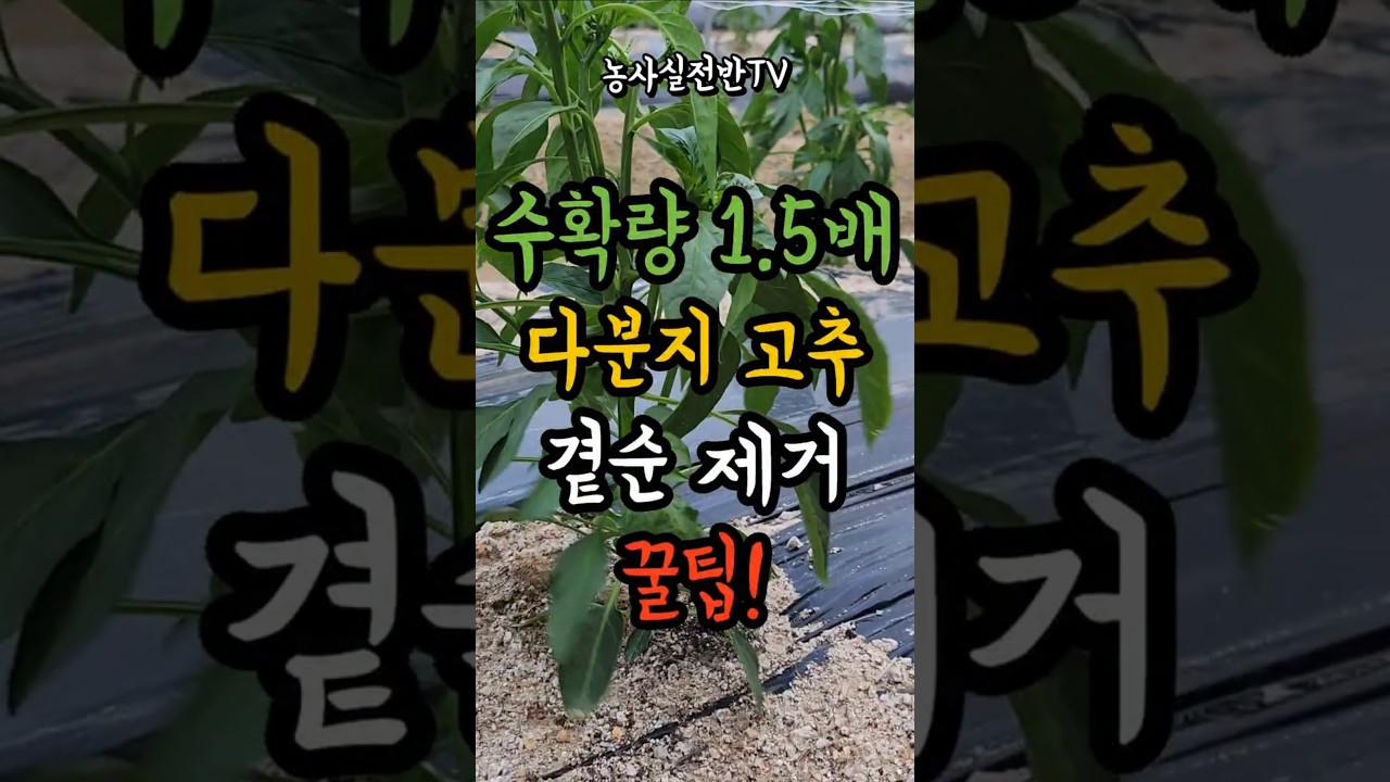 고추농사 수확량 늘리는 다분지 곁순 제거 노하우