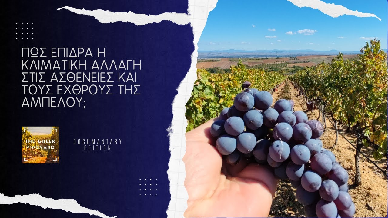 Πως Επιδρά η #Κλιματικη_αλλαγή Στις #Ασθένειες Και Τους Εχθρούς Του #Αμπελιού;