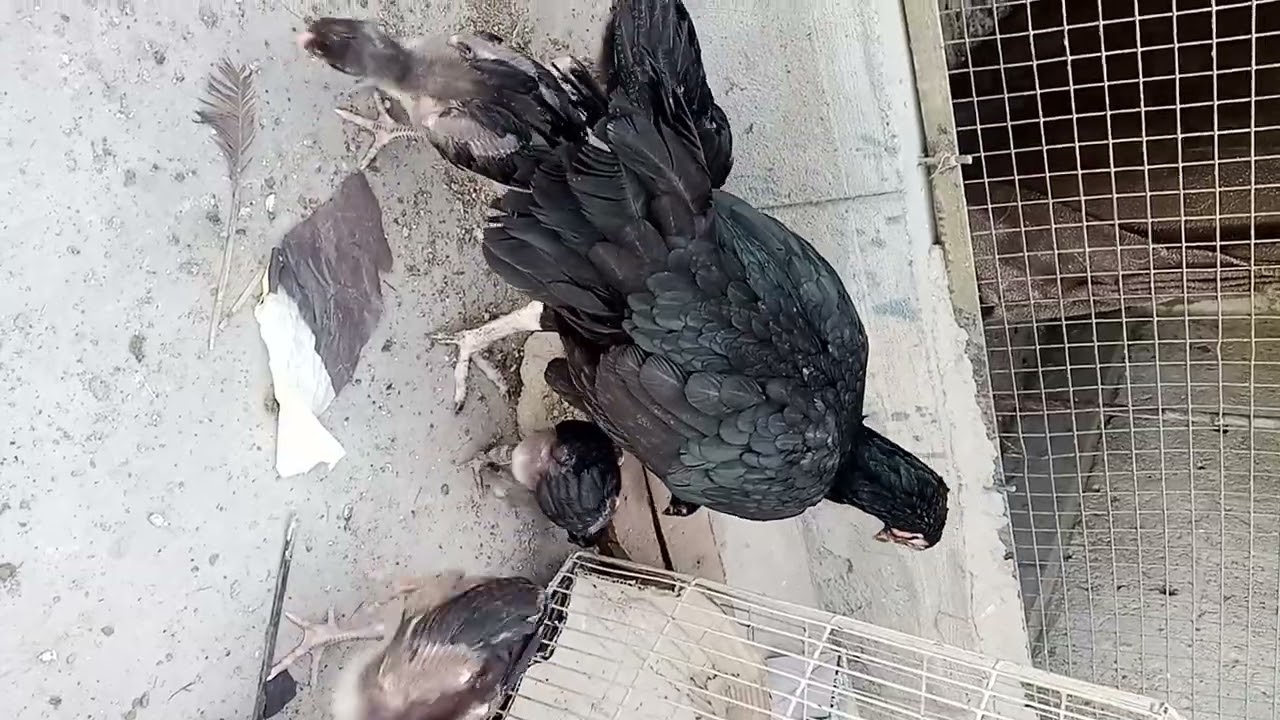 Sindh Pure Aseel Chicks#aseel#aseelchick#aseelchiks#aseelchickscare#aseelchicken#aseelchicks#aseels