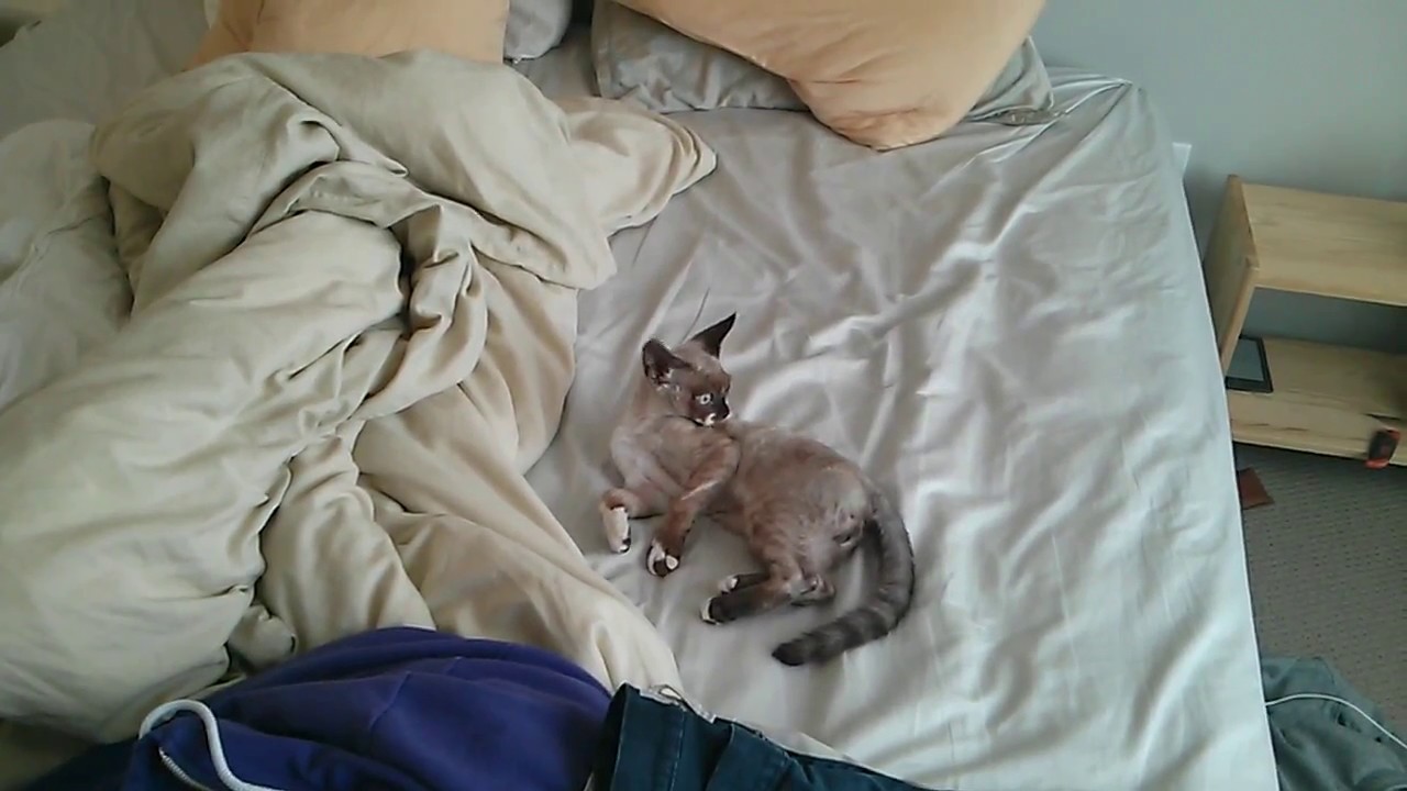 Ned the Devon Rex kitten being crazy