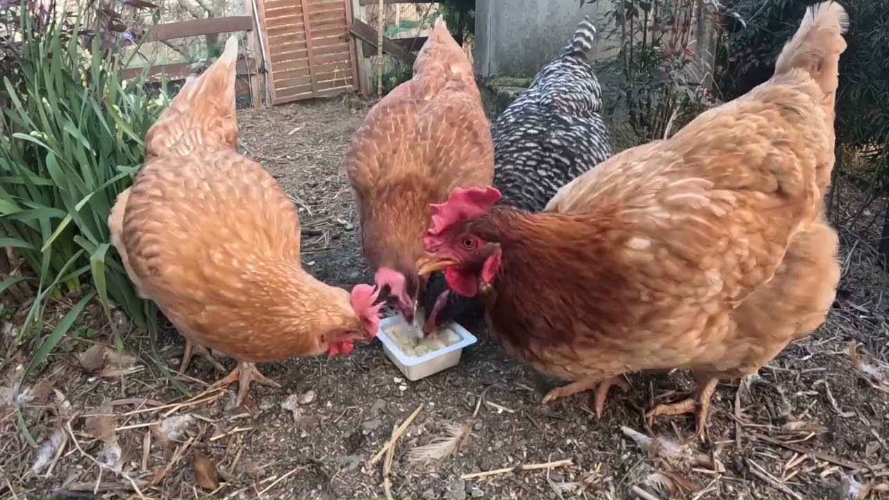 豆腐に喜ぶニワトリたち、
