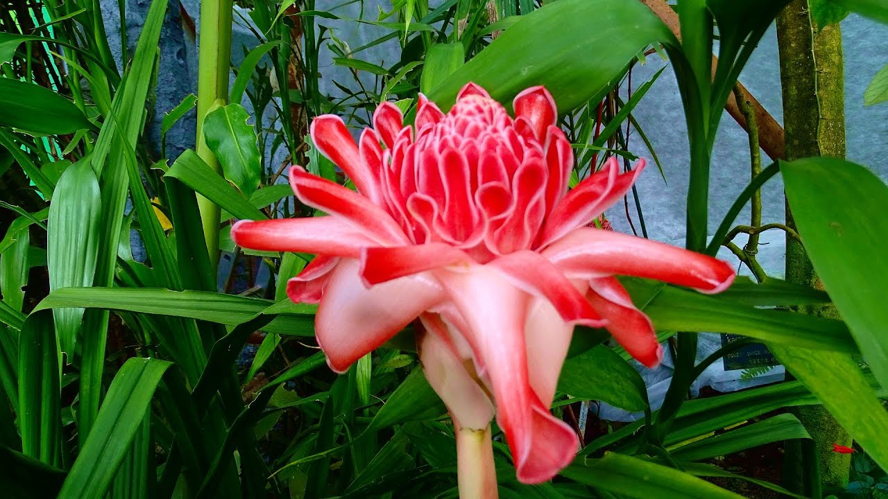 Diashow Botanischer Garten Prag