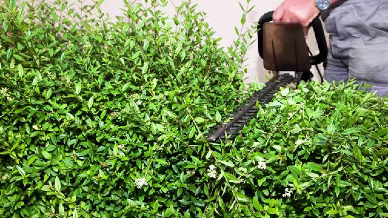 A Focus on Privet hedging: All you need to know about Ligustrum ovalifolium