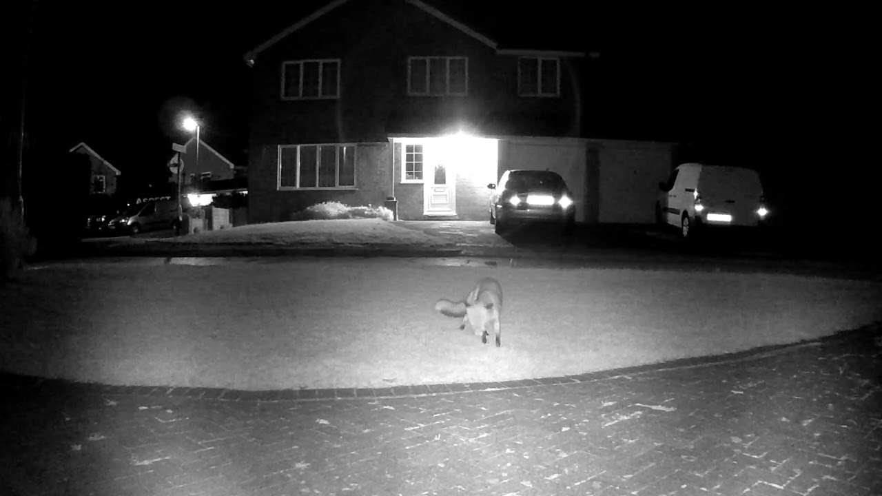 Foxes Old Footage