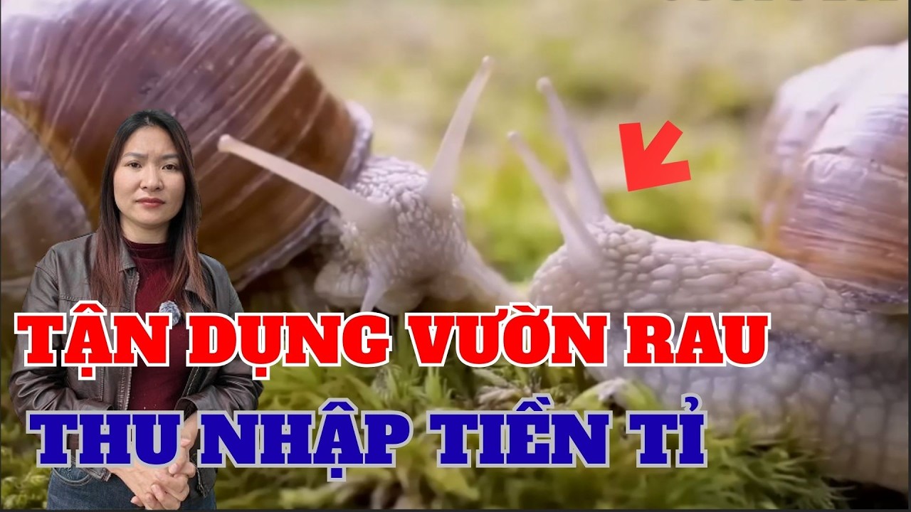 Tận Dụng vườn rau nuôi ốc sên châu phi xuất khẩu Thu nhập tiền tỉ mỗi năm